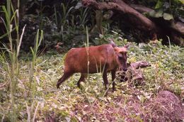 Image of Barking Deer