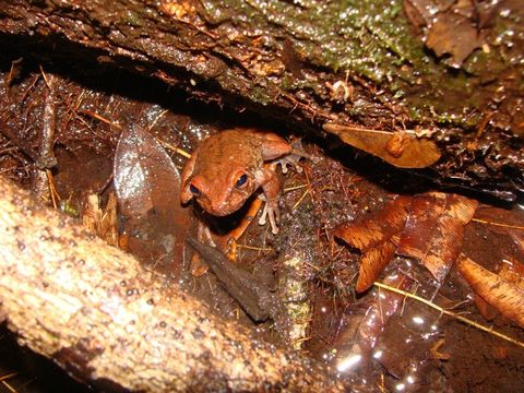 Image of Bokermannohyla sapiranga Brandão, Magalhães, Garda, Campos, Sebben & Maciel 2012