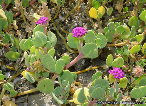 Image of red sand verbena