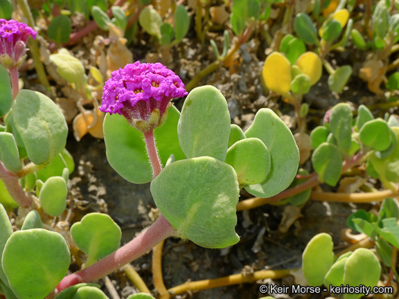 Image of red sand verbena