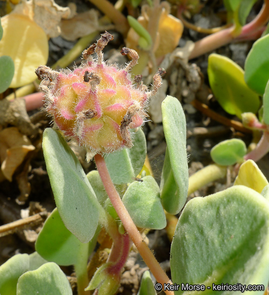 Image of red sand verbena