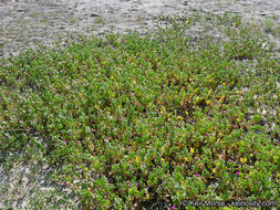 Image of red sand verbena