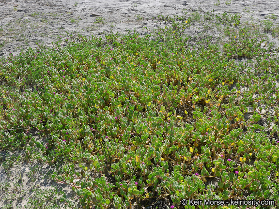 Image of red sand verbena