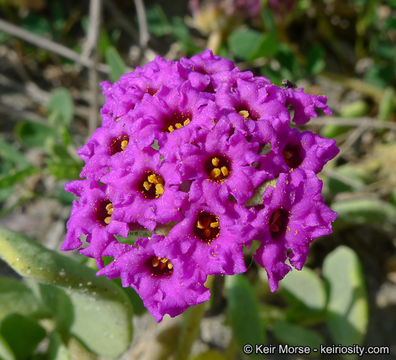 Image of red sand verbena