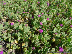 Image of red sand verbena