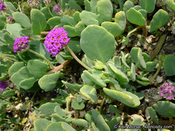 Image of red sand verbena