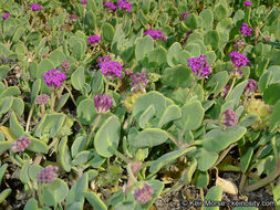 Image of red sand verbena