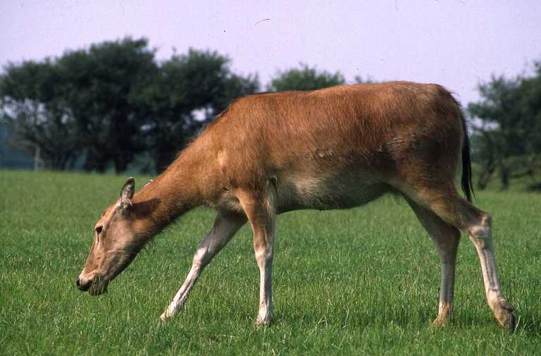 Image de Cerf du père David