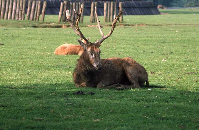 Image de Cerf du père David