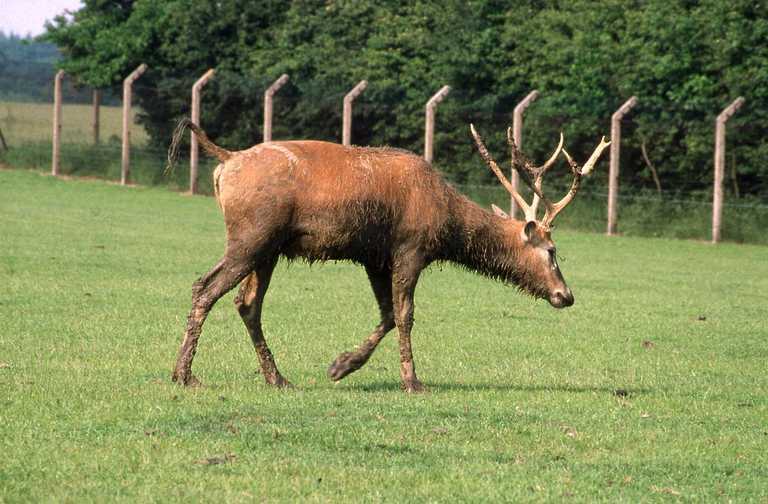 Image of Pere David's Deer