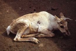 Image of Finnish forest reindeer