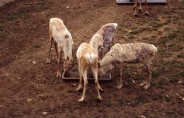 Image of Finnish forest reindeer