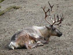 Image of Reindeer