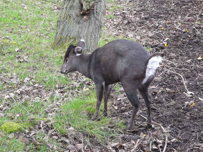 Image of Tufted Deer