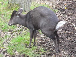 Image of Tufted Deer