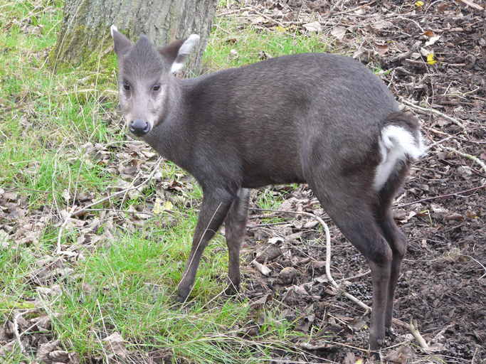 Image of Tufted Deer