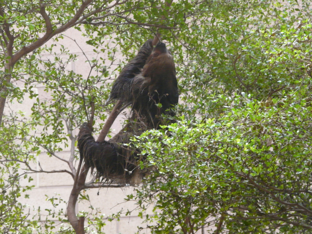 Image of Linnaeus’s Two-toed Sloth