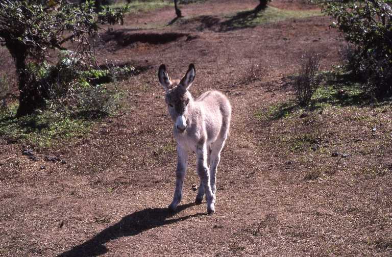 Image of Ass -- Feral donkey