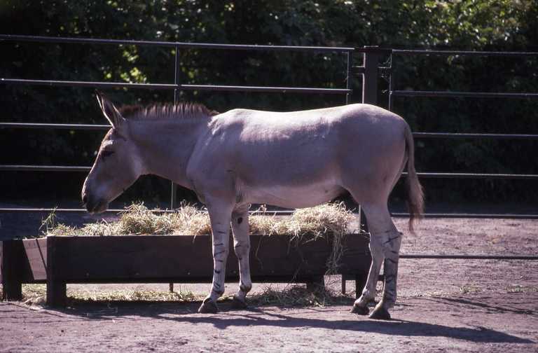 Image of <i>Equus asinus somalicus</i>