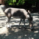 Image of <i>Equus asinus somalicus</i>