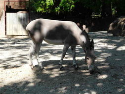 <i>Equus asinus somalicus</i> resmi