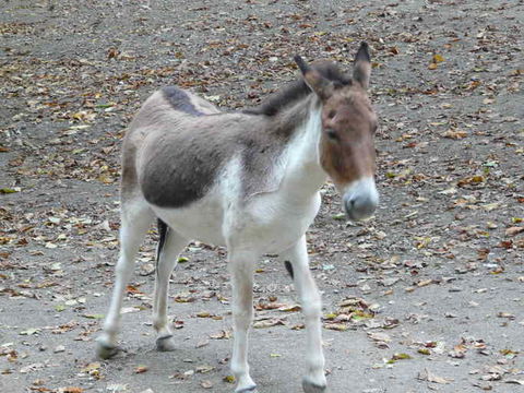 Image of Kiang