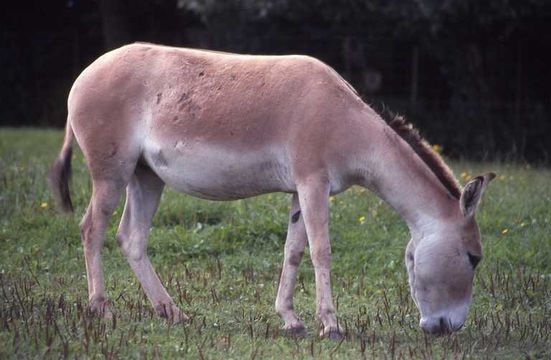 Imagem de Equus hemionus onager Boddaert 1785