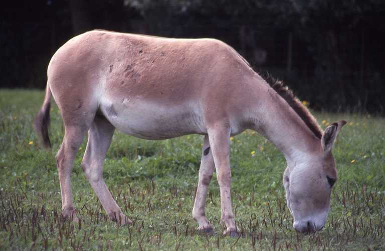 Слика од Equus hemionus onager Boddaert 1785