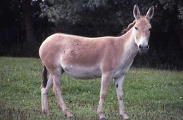 Image de Equus hemionus onager Boddaert 1785