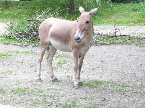 Imagem de Equus hemionus onager Boddaert 1785