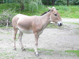 Image de Equus hemionus onager Boddaert 1785