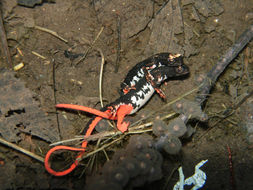 Image of Northern spectacled salamander