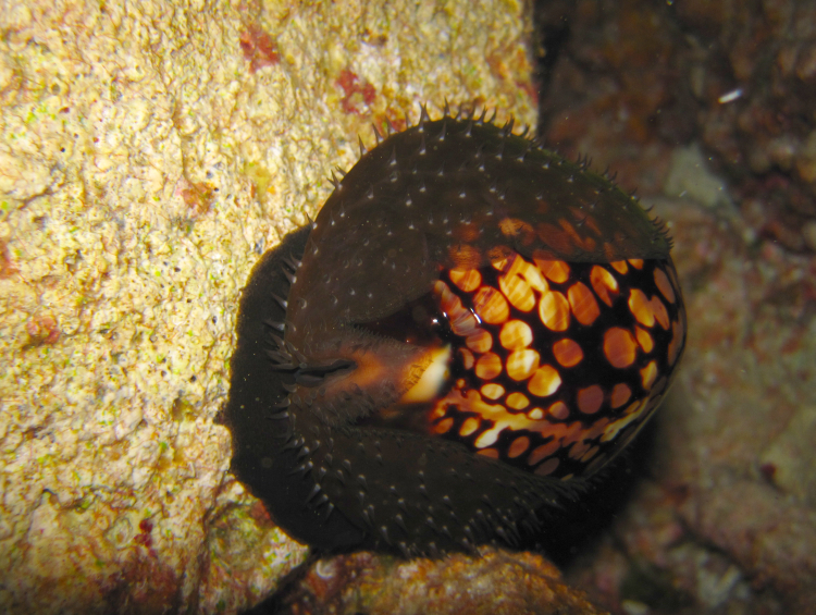 Image of Humpback Cowrie