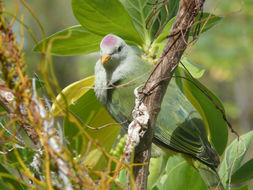 Image of Atoll Fruit Dove