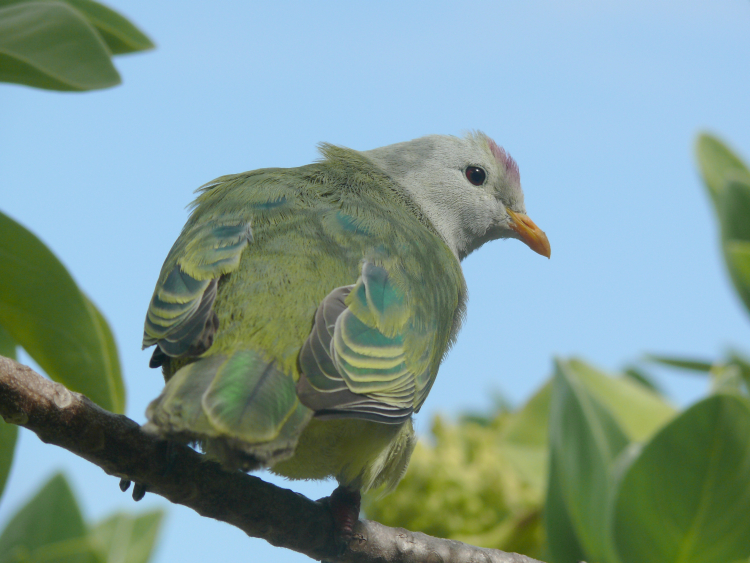 Image of Atoll Fruit Dove