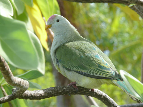 Image of Atoll Fruit Dove