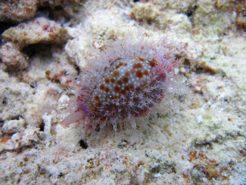 Image of <i>Erosaria helvola</i>