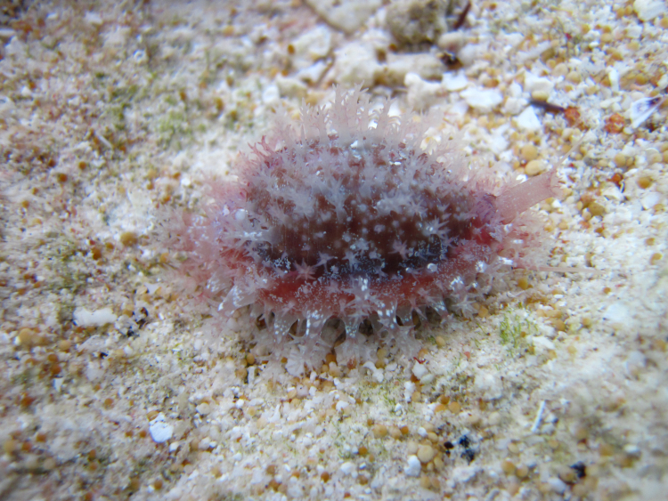 Image of <i>Erosaria helvola</i>