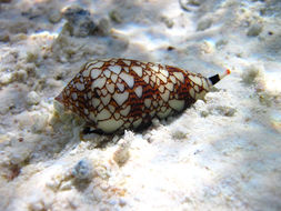 Image of Killer textile cone snail