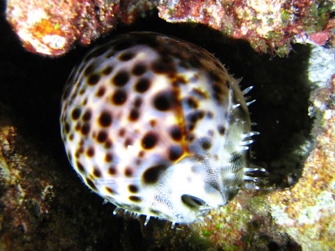 Image of tiger cowrie