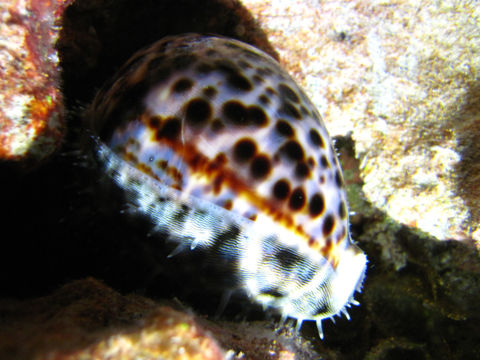 Image of tiger cowrie