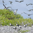 Image of Brown-backed terns