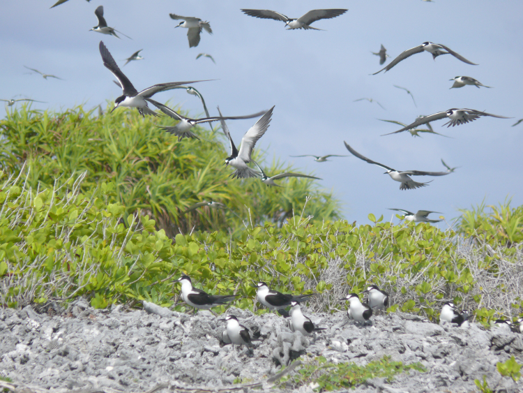 Image of Sooty Tern