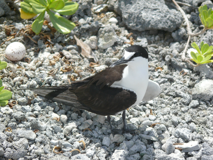 Image of Sooty Tern