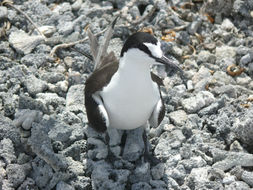 Imagem de Onychoprion fuscatus (Linnaeus 1766)