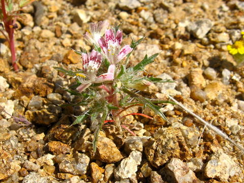 Image of desert calico