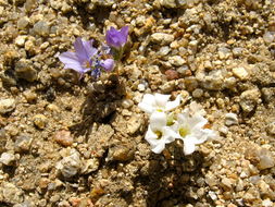 Plancia ëd Linanthus parryae (A. Gray) Greene