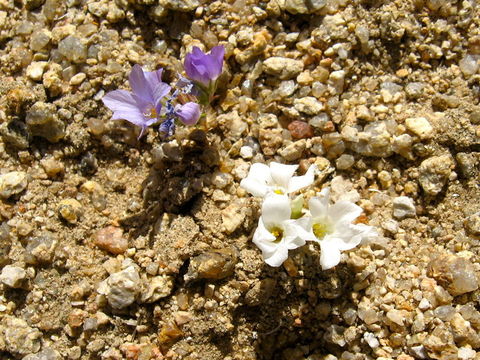 Image of sandblossoms