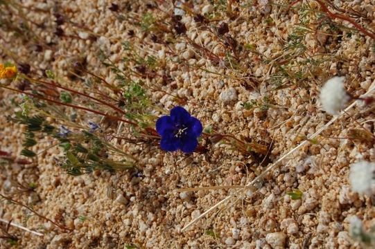 Imagem de Phacelia nashiana Jepson