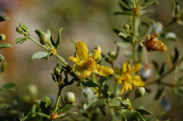 Image of creosote bush